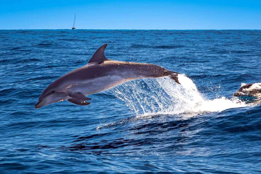 Dolphins seen on one of the tours available on Tybee Island.